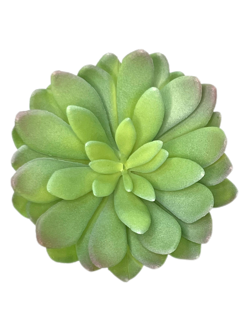 Суккулент 112 сизый