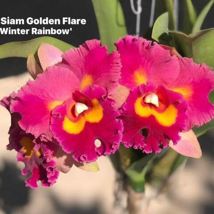 Орхидея ринхолелиокаттлея RLC. SIAM GOLDEN FLARE WINTER RAINBOW