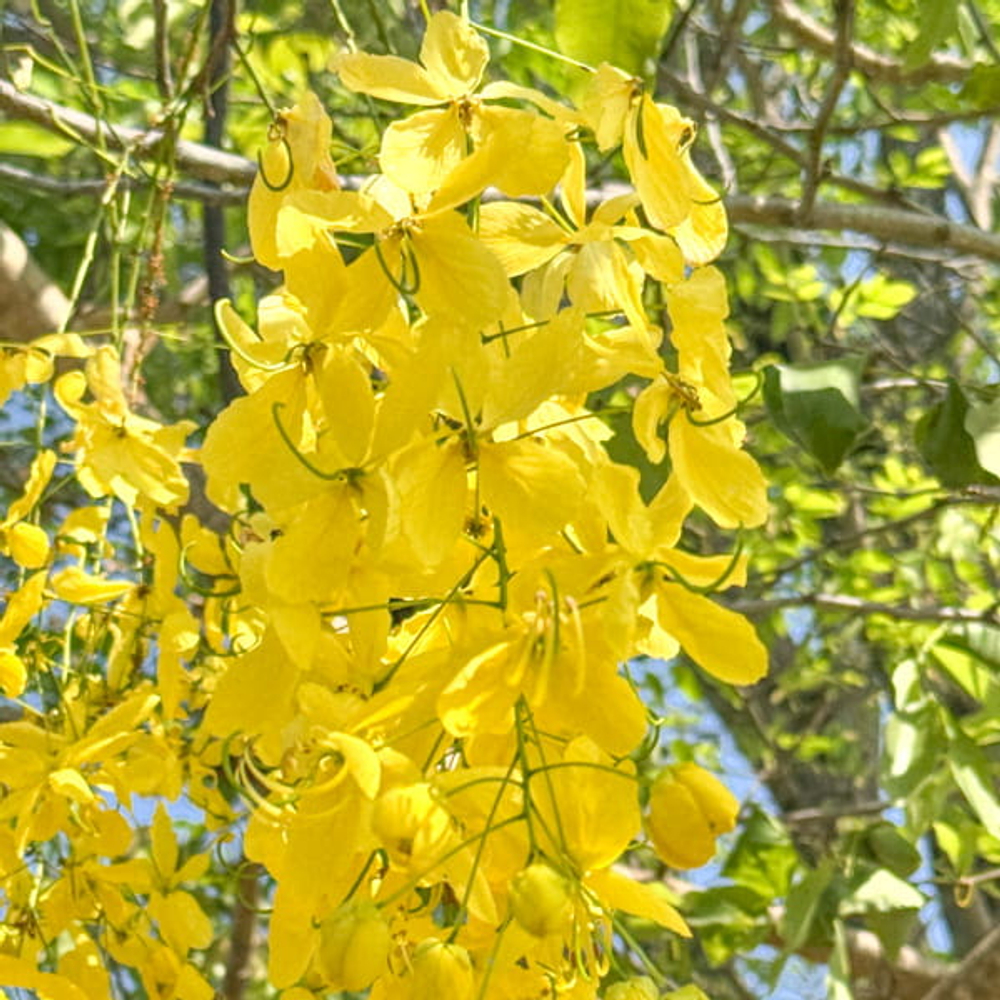 Кассия трубчатая – Cassia fistula