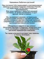 Топинамбур иерусалимский артишок сладкий картофель