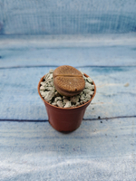 Lithops sp. (Литопсы)