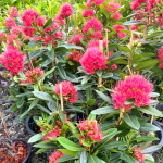 Ксантостемон розовый – Xanthostemon pink