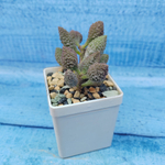 Adromischus Marianae Coffee Bean (Адромискус)