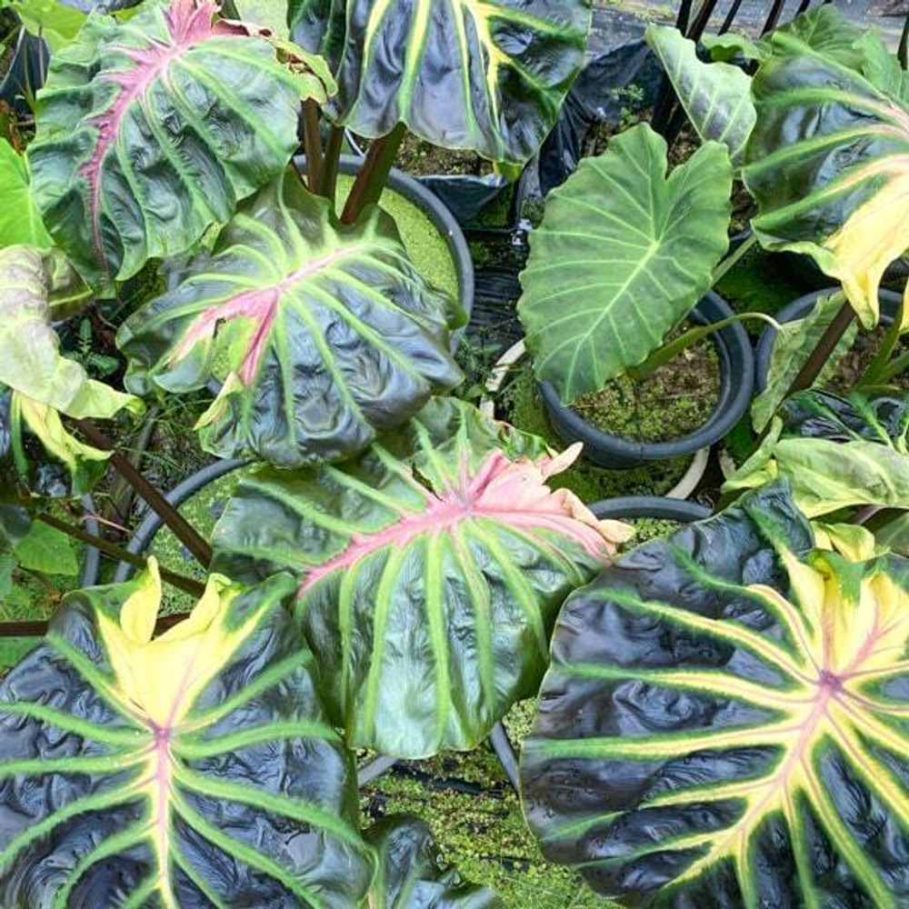 Колоказия TOSSAKAN