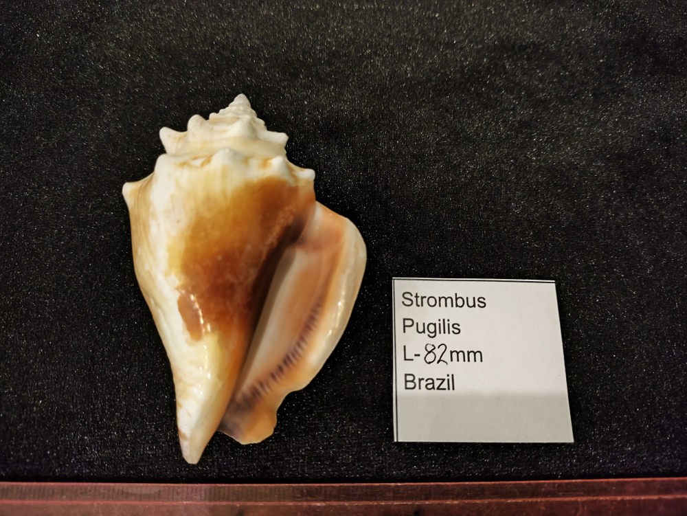 Стромбус Пуджилис