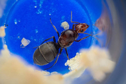 Муравьи Myrmecocystus mimicus (Муравьи-бочки)