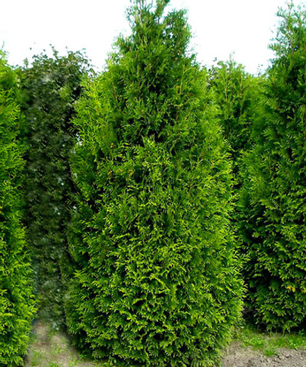 Туя западная Кинг Брабант (Thuja occidentalis King Of Brabant) р9 август 2026 г