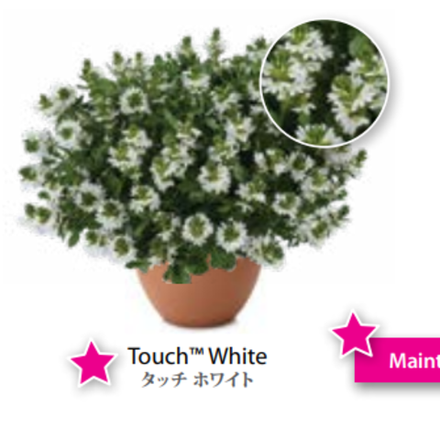 ЕВРО Сцевола Touch White укор черенок декабрь