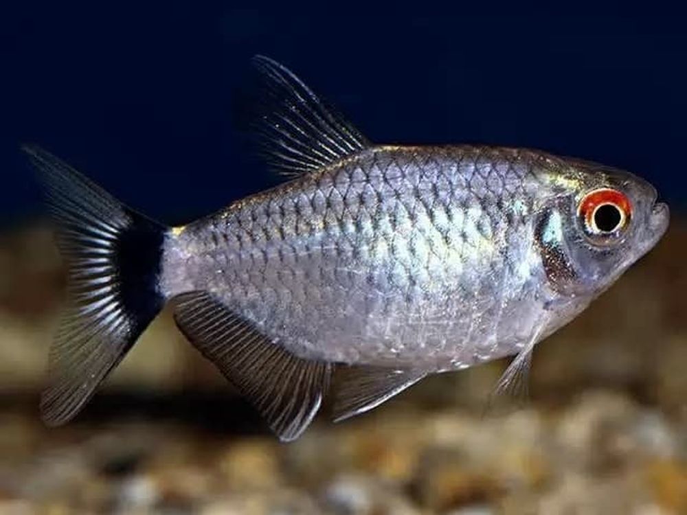 (013)  Филомена, Санта-Феломена, Тетра красноголазая, Мюнхаузия розовая (Moenkhausia sanctaefilomenae)