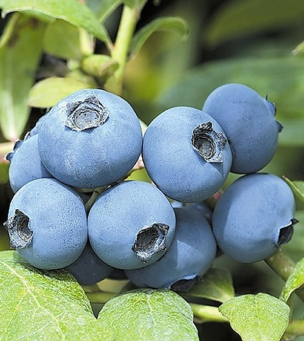 Шантеклер (Chanticleer) 1 год р9