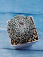 Mammillaria microthele superfina (Маммилярия)
