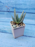 Aloe Peglerae (Алоэ)