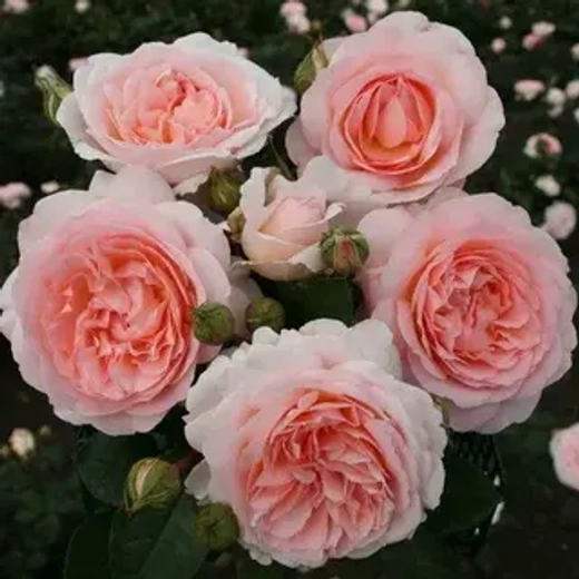 Роза Мархензаубер штамб 90-100 см Закупка М17 весна 2026