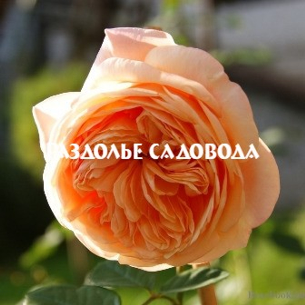 Английская роза (кустарниковая) Чарльз Остин (горшок 5л)