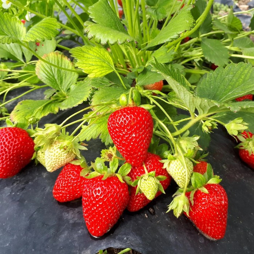 Земляника садовая Сан Андреас Р9 Закупка М65 май-июнь 2026