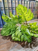 Куст монстера, 9 листьев. 3 шт.