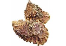 Дикие Хасанские устрицы, шт Дикие Хасанские устрицы, шт