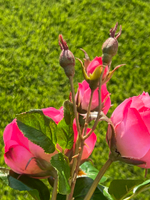 Роза спрей розовая 60 см