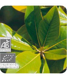 Петитгрейн горького апельсина, натуральное эфирное масло БИО, Pranarom