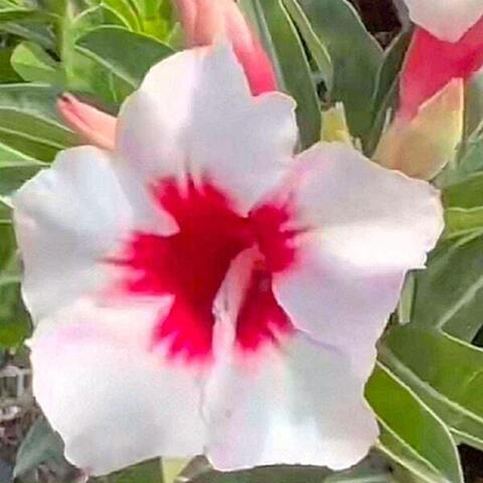 Адениум SNOWWHITE