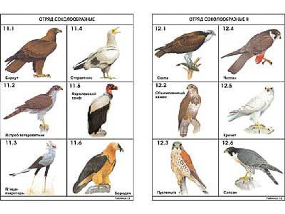 Комплект таблиц по зоологии раздат. &amp;#34;Разнообразие животных. Птицы.&amp;#34; (цвет.,лам., А4, 16 шт.)