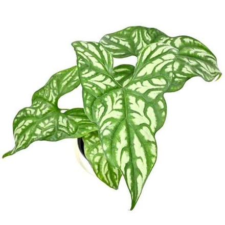 Церцестис CERCESTIS MIRABILIS