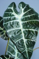 Куст Алоказии из 9 листьев