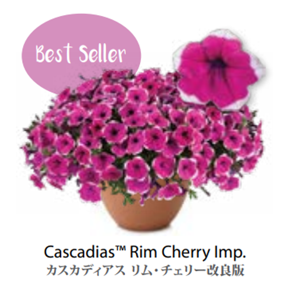 ЕВРО Petunia Cascadias Rim Cherry укорененный черенок февраль 26 DAN