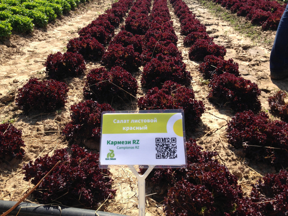 Кармези семена салата лолло росса (Rijk Zwaan / Райк Цваан) в поле – фото 5