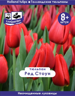 Тюльпан Луковица, Ред Стоун, 8+ шт