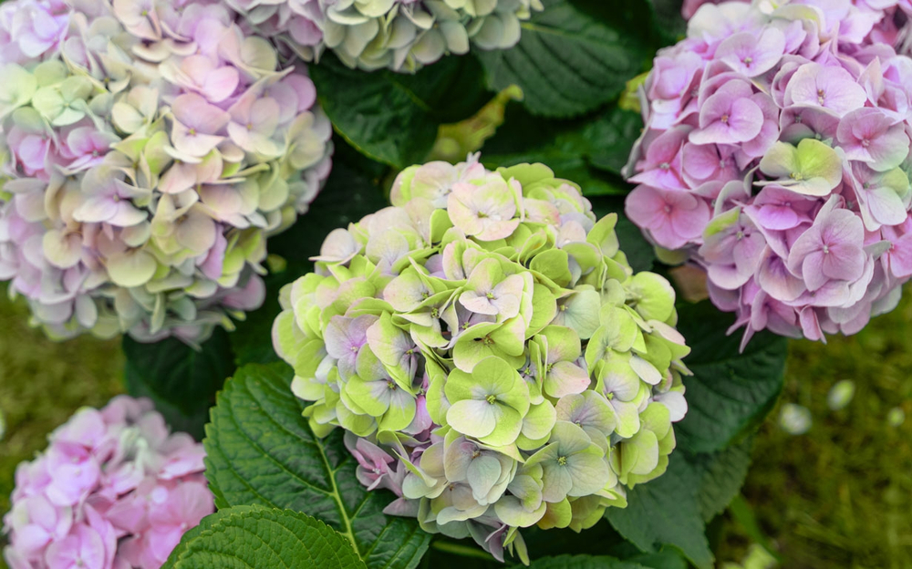 SWITCH ELFIE PINK/ ЭЛЬФИ ПИНК (Стандарт поставки Р9)2025г.