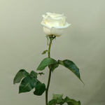 Роза белая Candlelight
