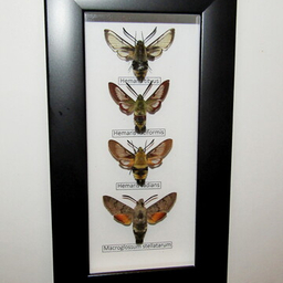 Бражники в рамках