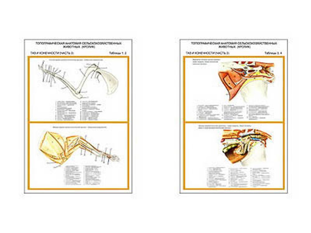 Плакаты ПРОФТЕХ &quot;Топограф. анатомия. Кролик. Таз и конеч.&quot; (2 пл, винил, 70х100)