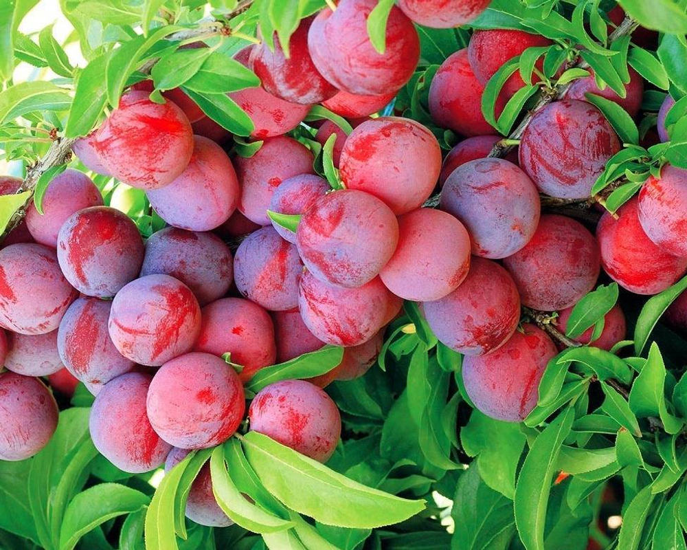 Саженцы сливы красной Красный шар