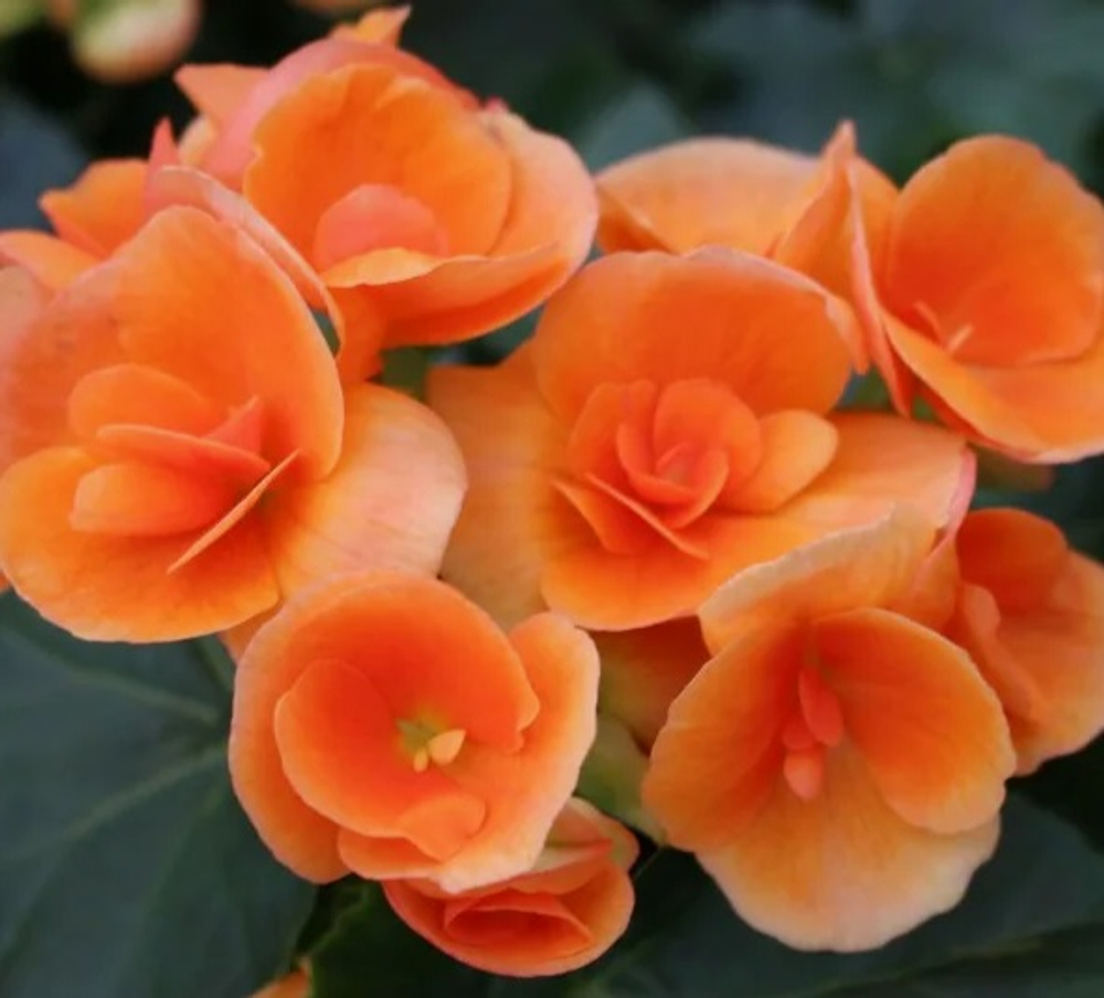 Бегония Elatior Britt Dark укорененный черенок ОКС