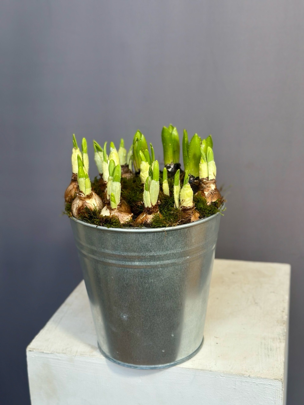 Hot garden offer #06p