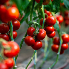 Девонет F1 семена томата индетерминантного (Syngenta / Сингента)