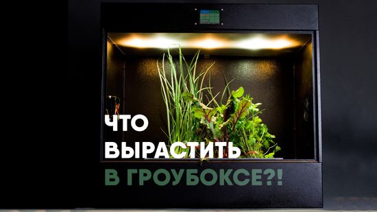 Что вырастить в гроубоксе?!