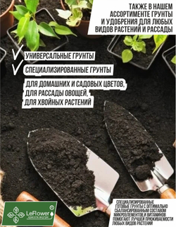 Тюльпан Луковицы неочищенные, Микс сортов, 10шт+