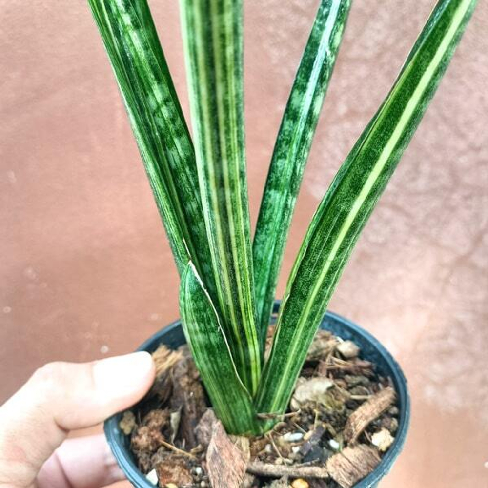 Сансевиерия LOBAL KENYA VAR