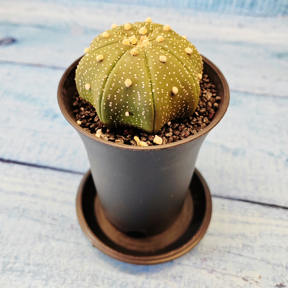 Astrophytum Asterias (Астрофитум)