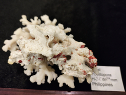 Коралл белый "Поцилллопора""110-180мм цельный
