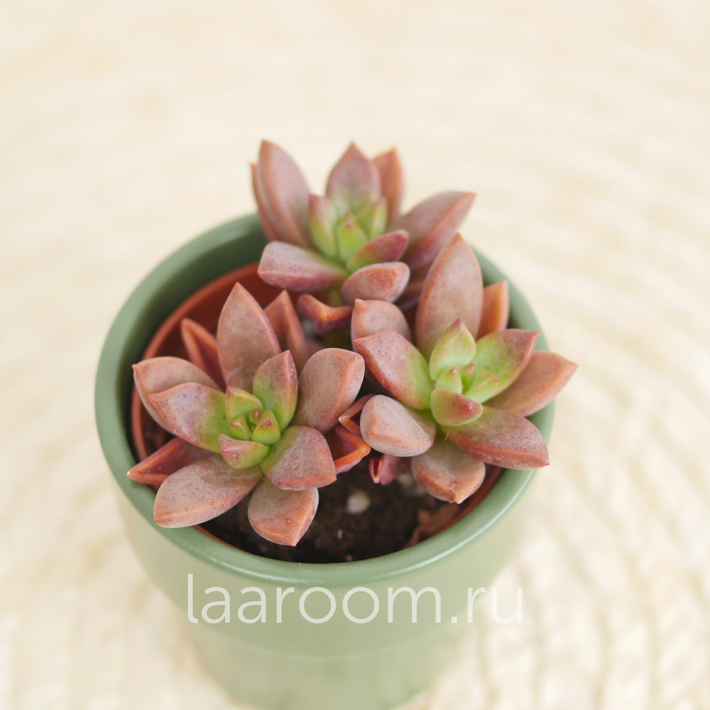 Седум бордхат