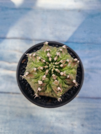 Gymnocalycium T-Rex Pink hybrid (Гимнокалициум)