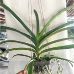 Орхидея ванда V WARUTH LEOPARD X KULVADEE FRAGRANCE #693