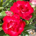 Адениум CHABA GAEW