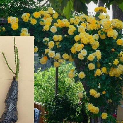 Роза Казино плетистая морозостойкая саженец ОКС