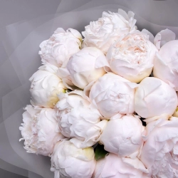 Пион Генри Сасс 3-5 почек Закупка М81 октябрь 2026