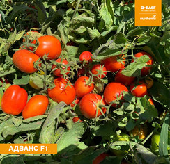 Адванс F1 семена томата детерминантного (Nunhems / Нюнемс)